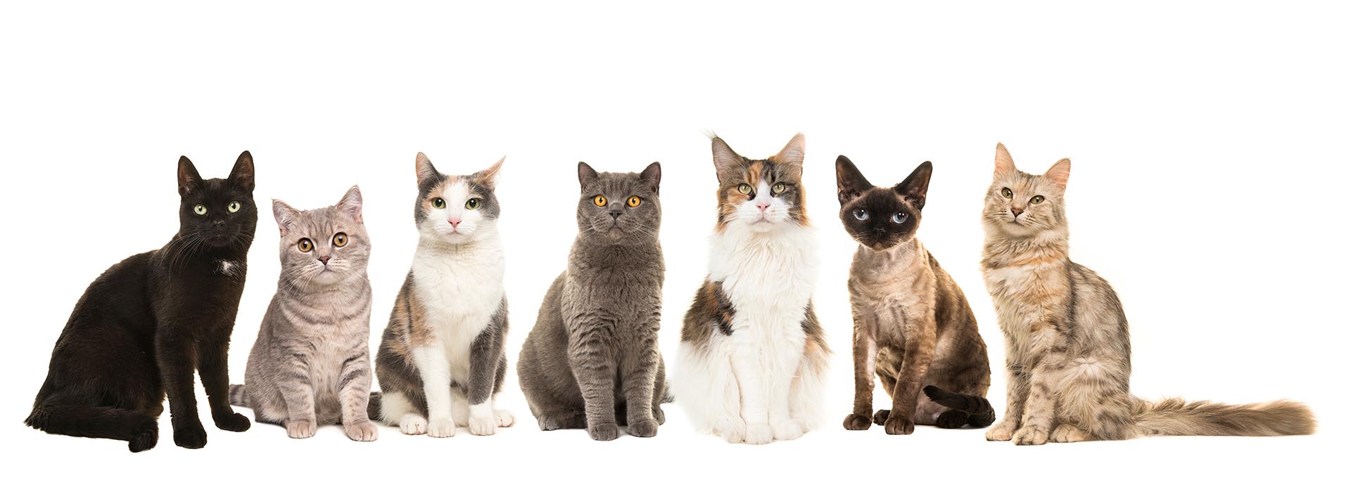 Les races de chat