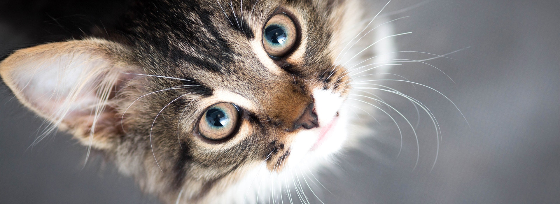 a-quel-age-un-Chaton-devient-un-chat.jpg