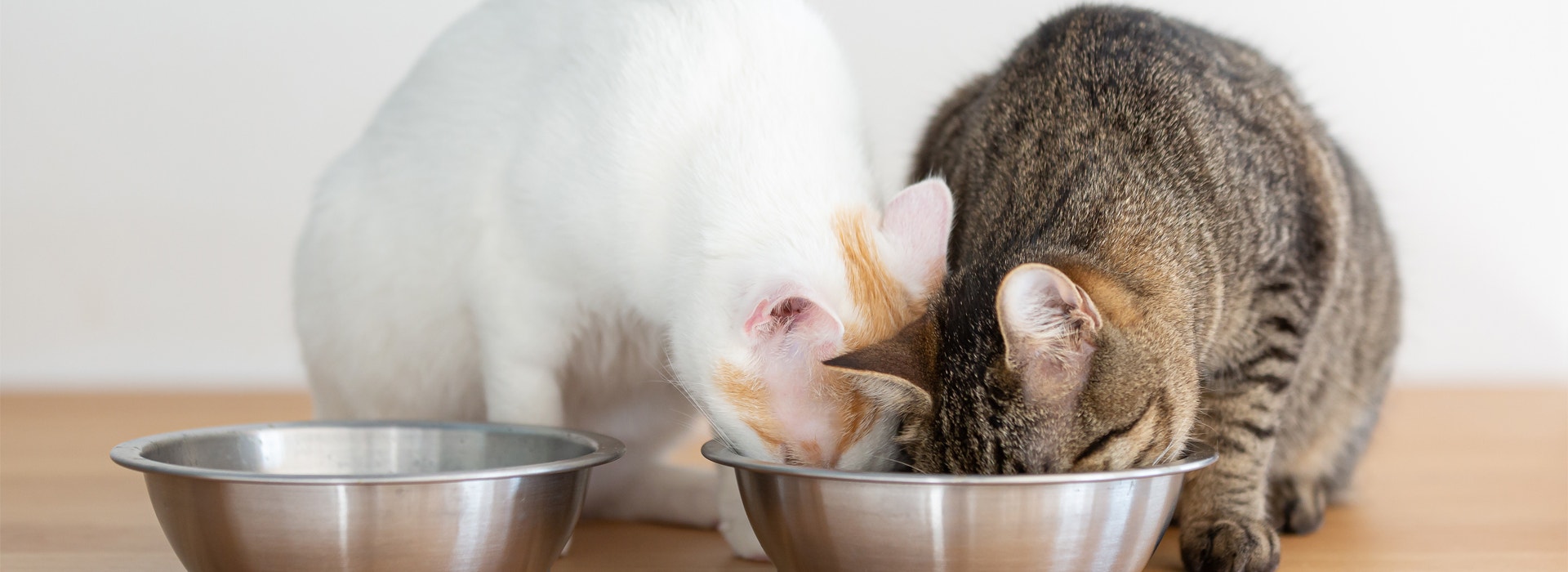 alimentation-pour-chat-une-alimentation-adaptee-aux-besoins-de-chaque-chat.jpg