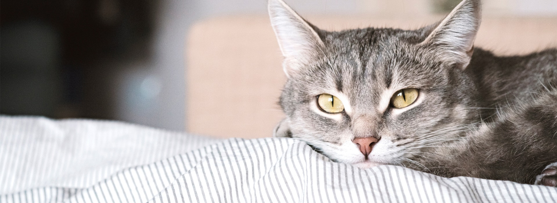 caractere-du-chat-comprendre-votre-chat.jpg