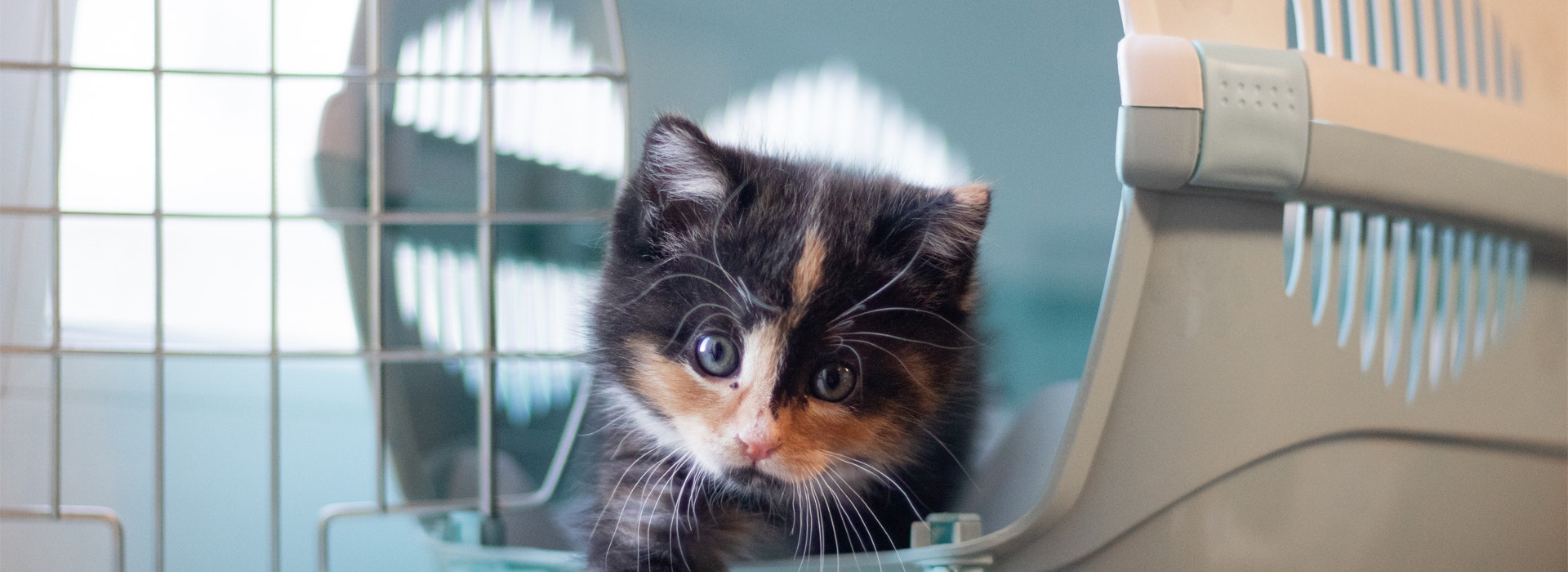 comment-accueillir-un-Chaton-a-la-maison.jpg