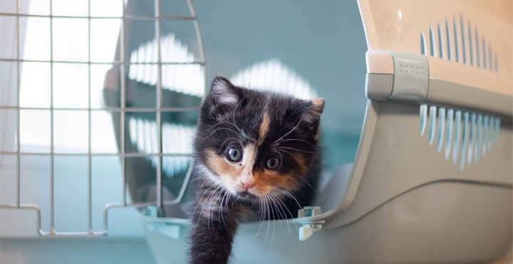comment-accueillir-un-Chaton-a-la-maison.jpg