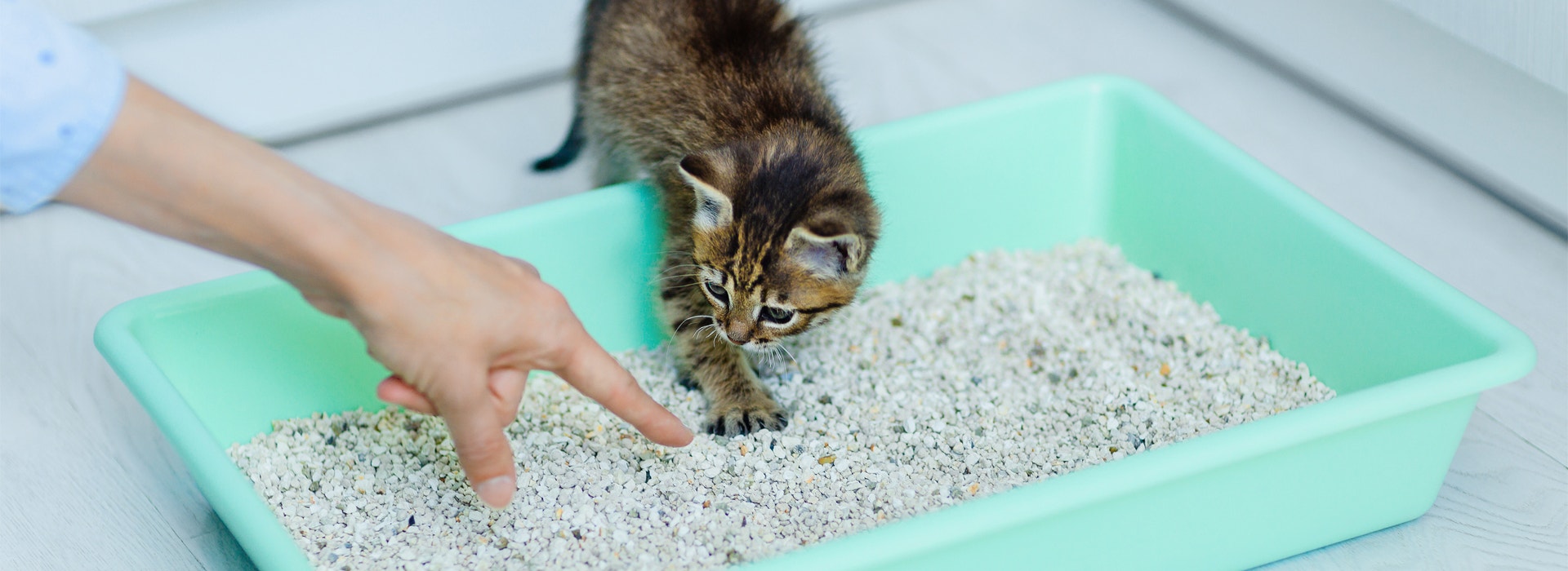 comment-bien-eduquer-son-Chaton.jpg