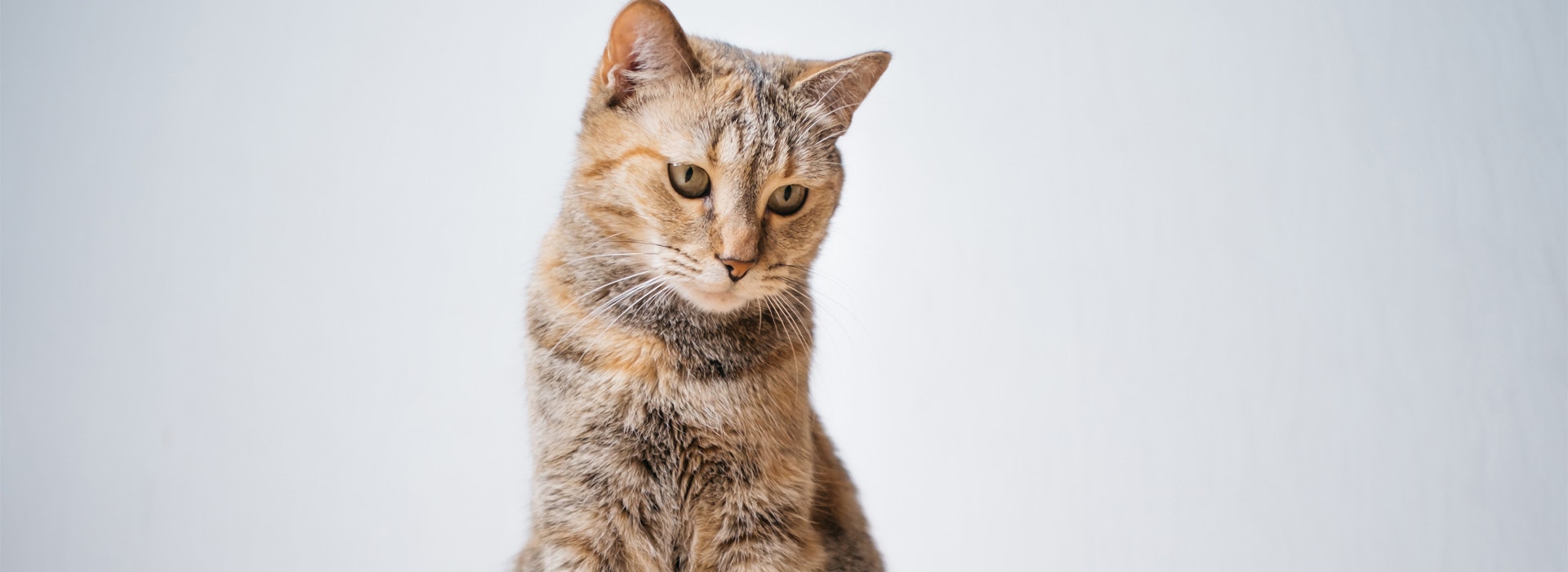 jai-un-chat-difficile-est-ce-normal.jpg
