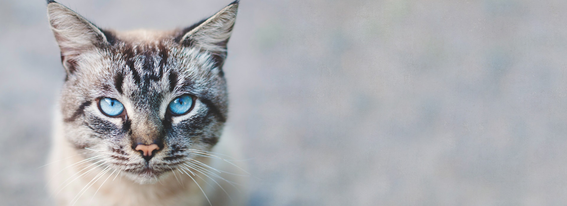 oeil-chat-un-oeil-de-lynx.jpg