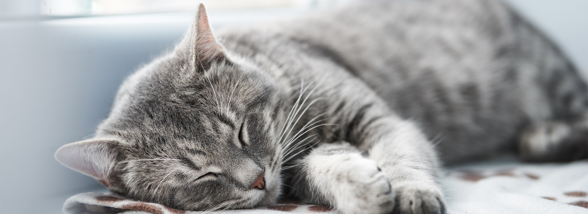 amenager-un-espace-de-repos-pour-votre-chat.jpg