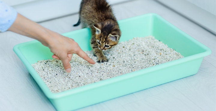 comment-bien-eduquer-son-Chaton.jpg