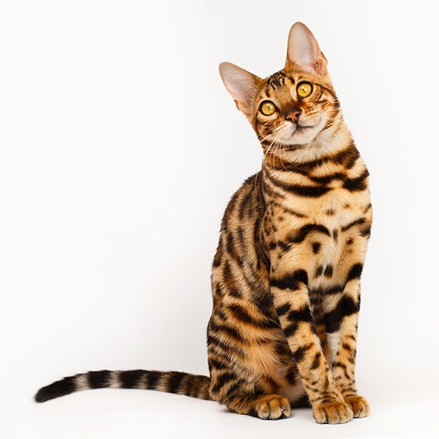 Bengal.jpeg