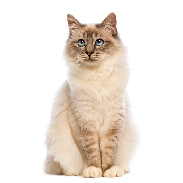 Birman.jpeg