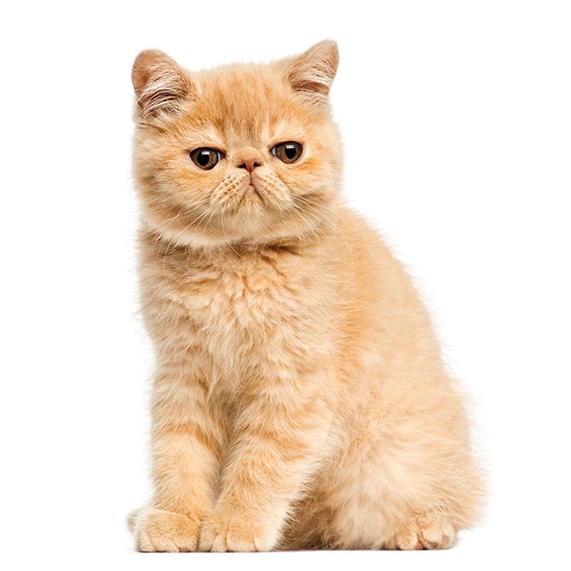 Exotic Shorthair.jpeg