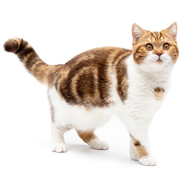 Moggie.jpeg