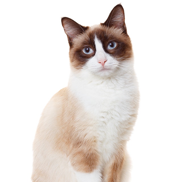 Snowshoe.jpeg