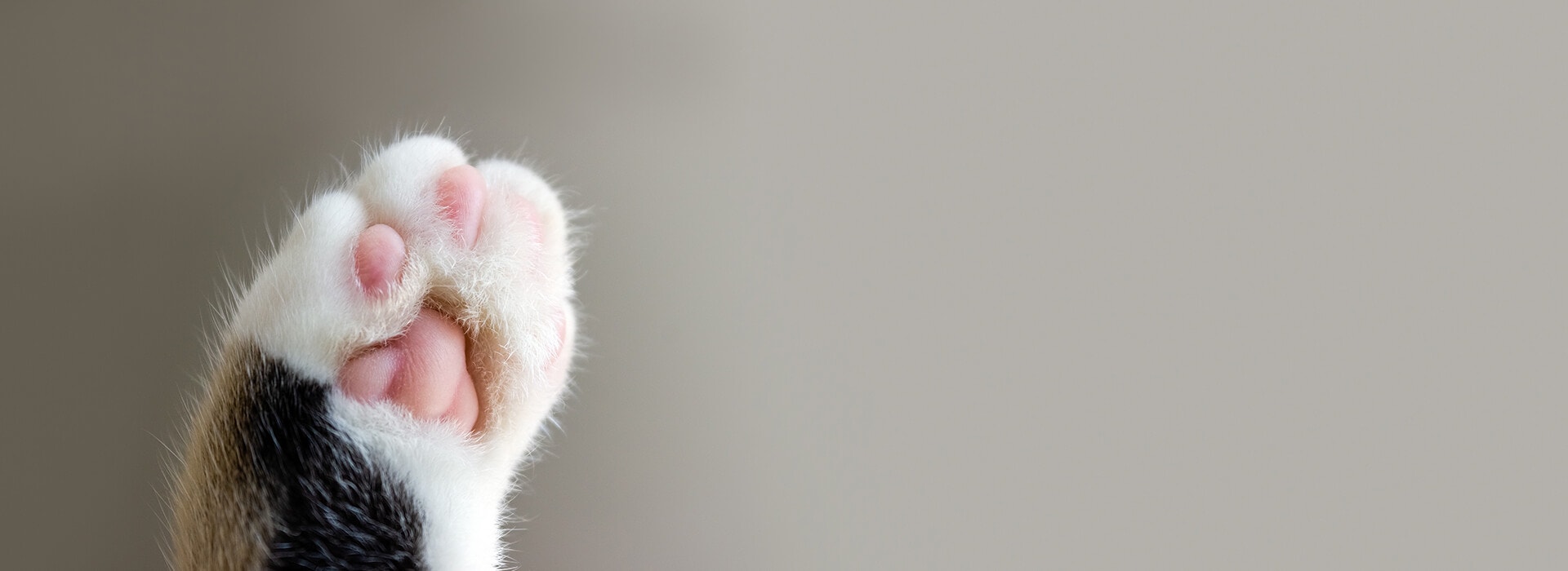 Cat's paw extreme closeup on beige background.