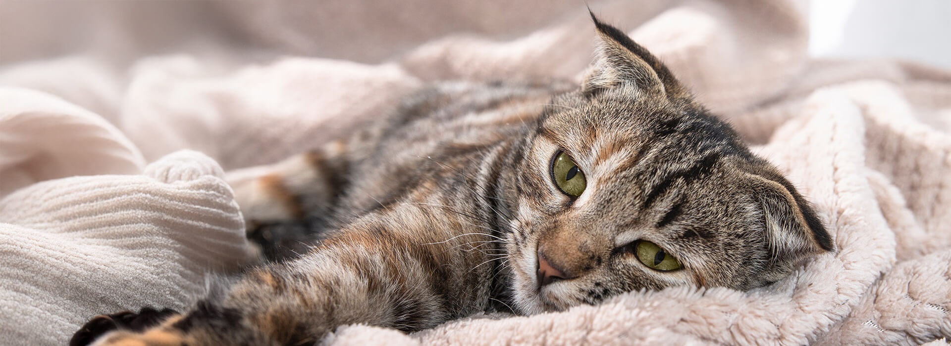 sad cat crying