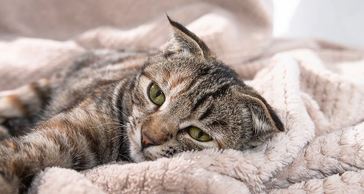 sad cat crying