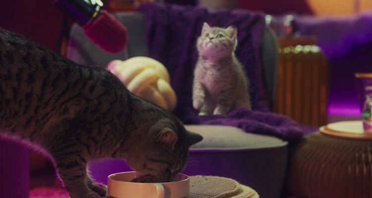 Weaning Kittens