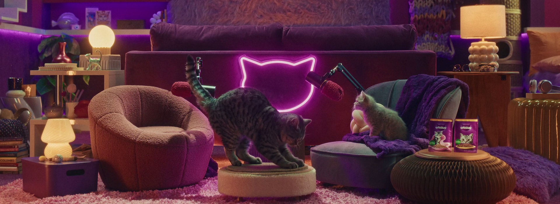 Cat Behaviour