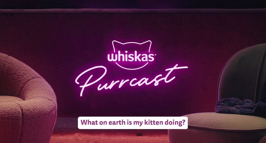 Cat Behaviour