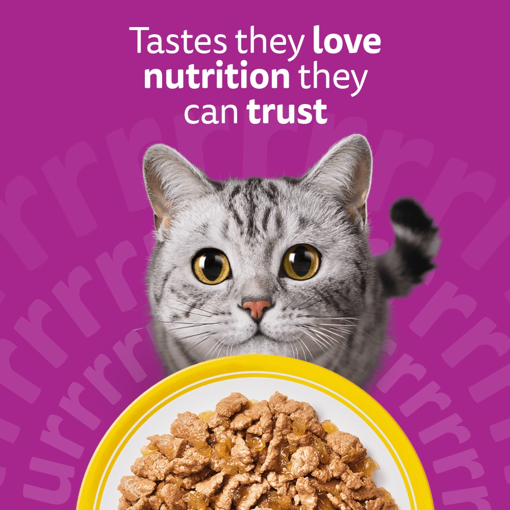 WHISKAS® POULTRY FEASTS in Jelly Adult Wet Cat Food Pouch 84x85g, 80x85g, 40x85g, 12x85g - 2