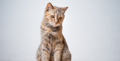 jai-un-chat-difficile-est-ce-normal.jpg