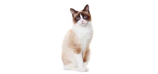 Snowshoe.jpeg