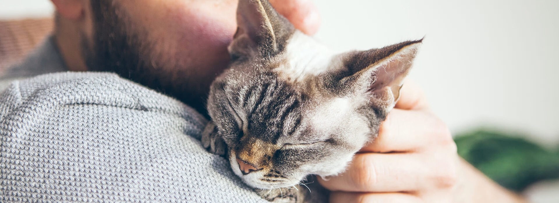 Getting a Cat Hero Image