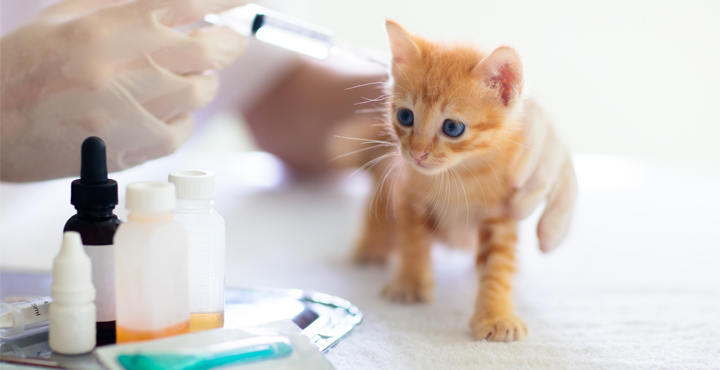vaccins-et-vermifuge-pour-Chaton.jpg