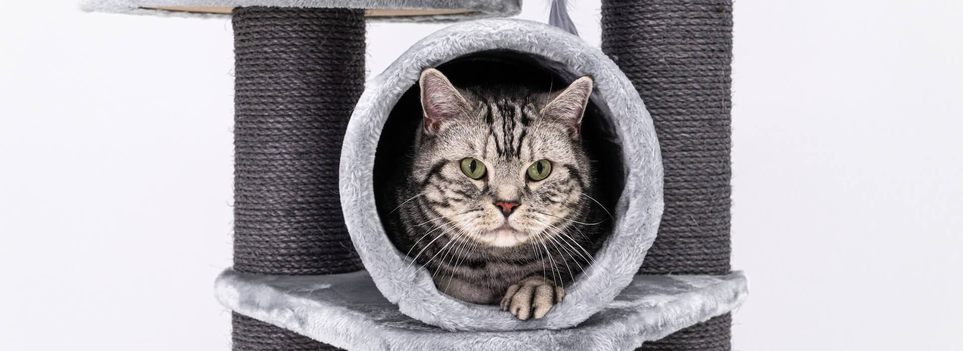 The fussy cat: how to understand them and how to keep them happy