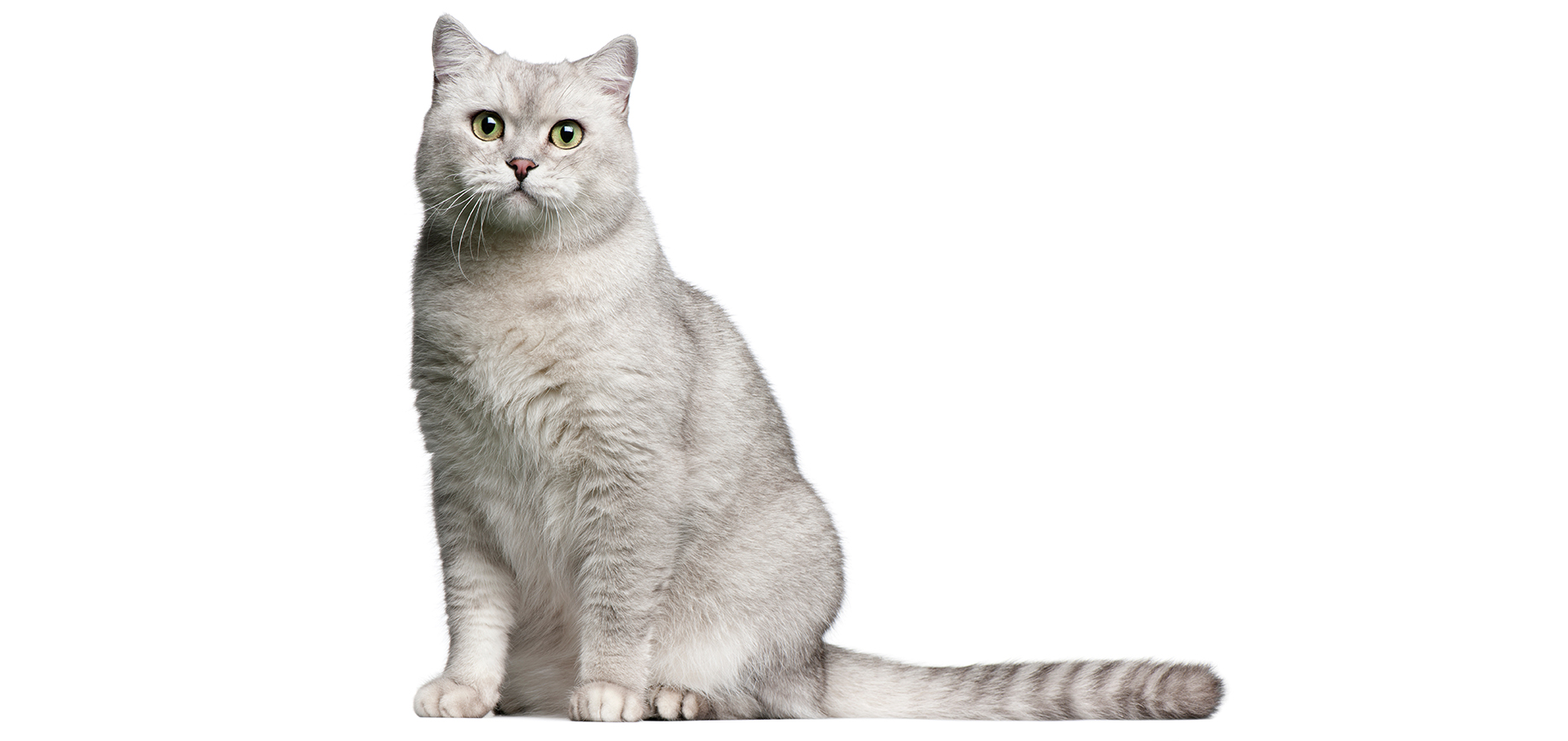 British Shorthair.jpeg