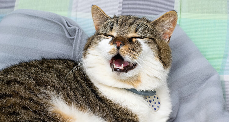 Domesticated cat with runny nose, suffering with cold.