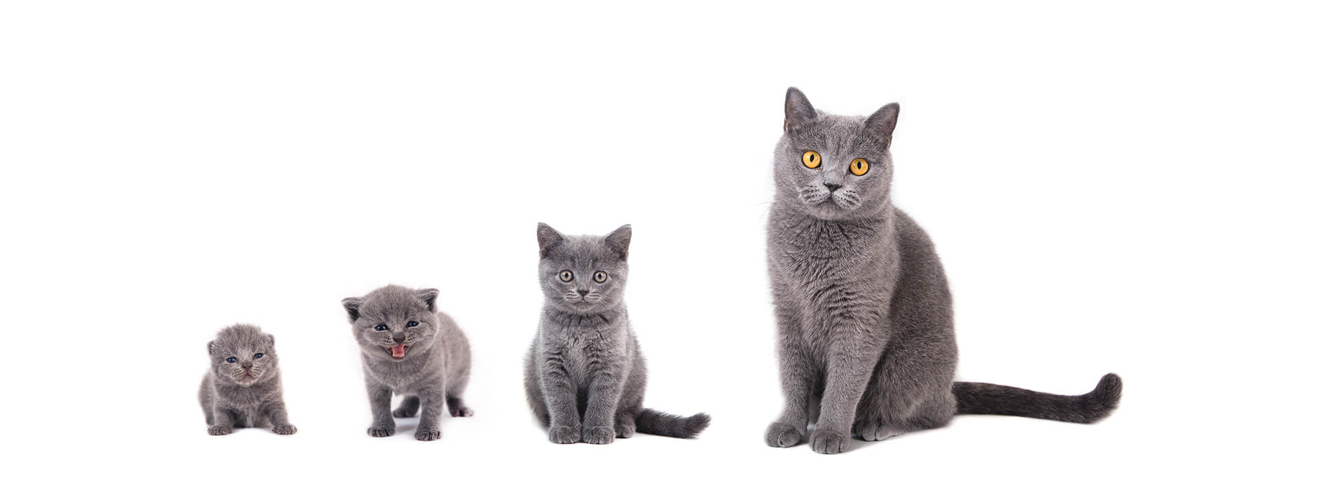 Group of cats of different ages sitting on a white background.