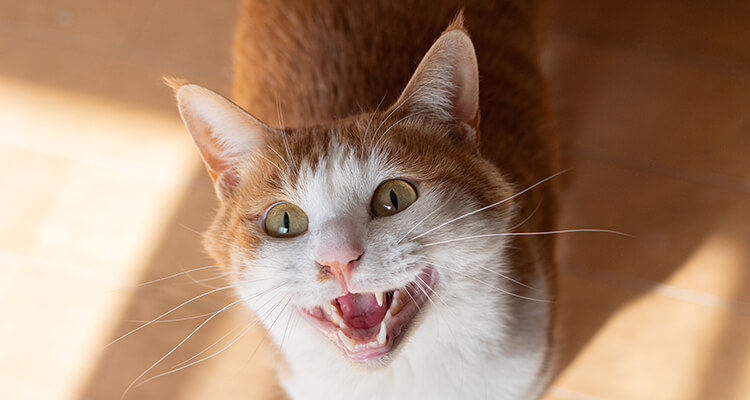 Cat that directly looks in the eye and starts meowing.