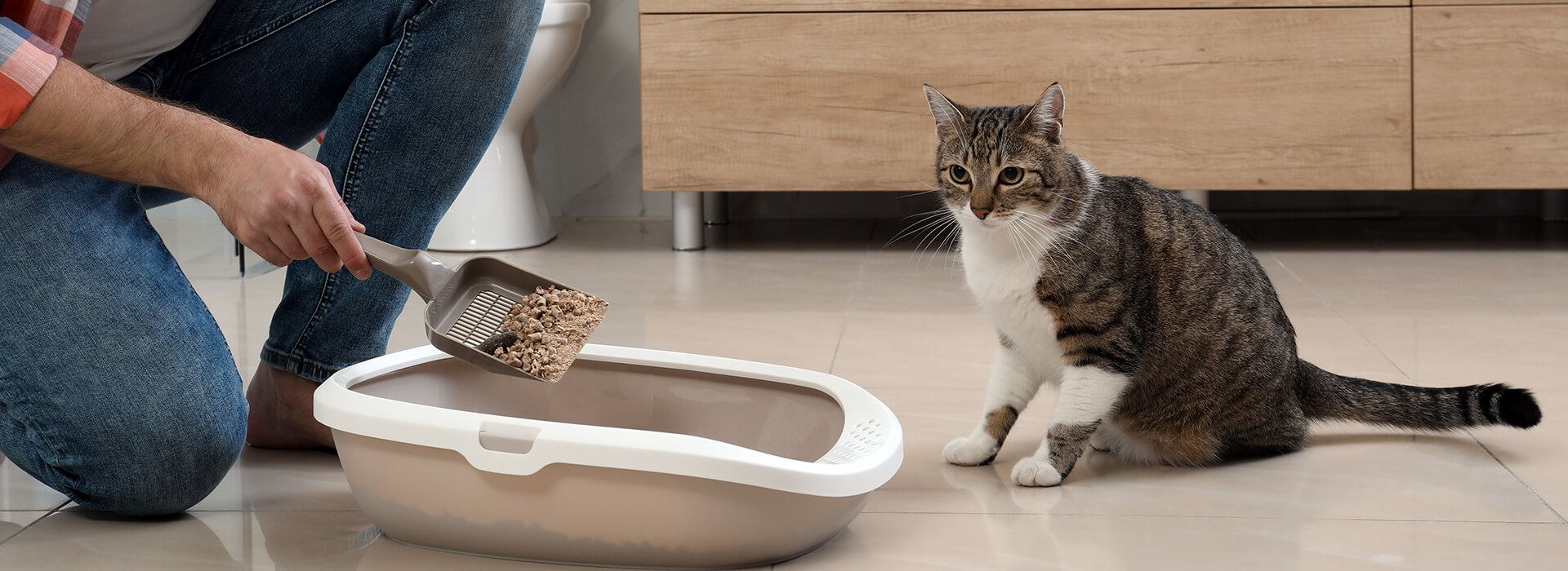 Young man cleaning cat litter tray in bathroom
