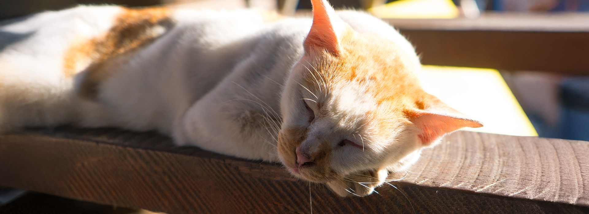 A happy white and ginger cat drooling contentedly as it relaxes in the sun and closes its eyes.