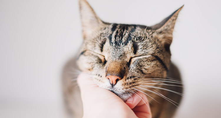 A close-up of a content tabby cat with its eyes closed, enjoying being gently stroked under the chin by a human hand.