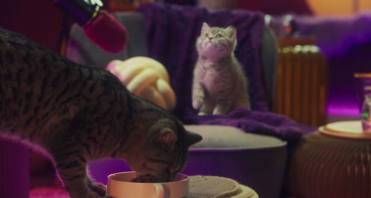 When do I transition my kitten to adult food?