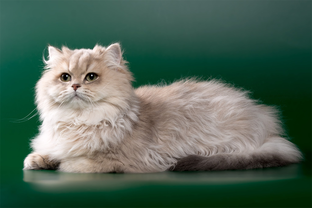 Chinchilla Cat