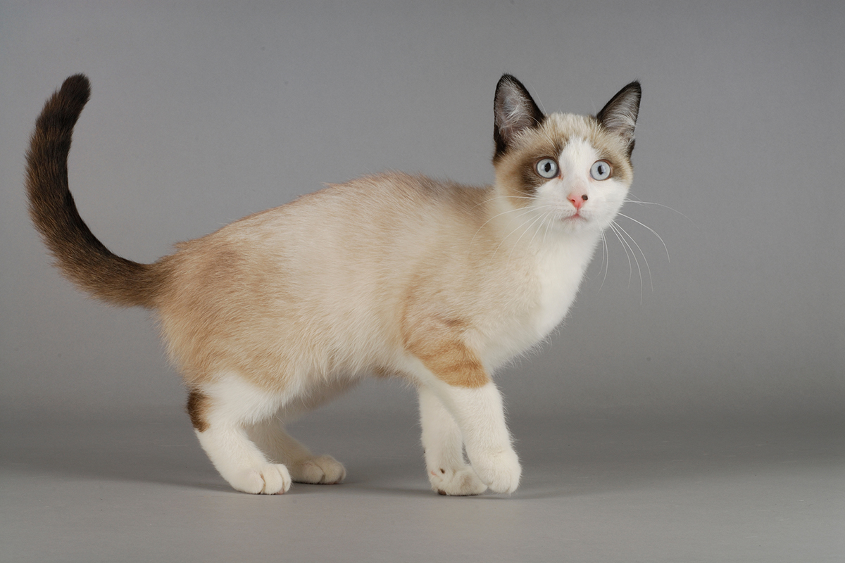 Snowshoe cat on grey background